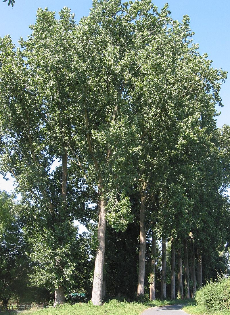 Lire la suite à propos de l’article Populus × canadensis Moench