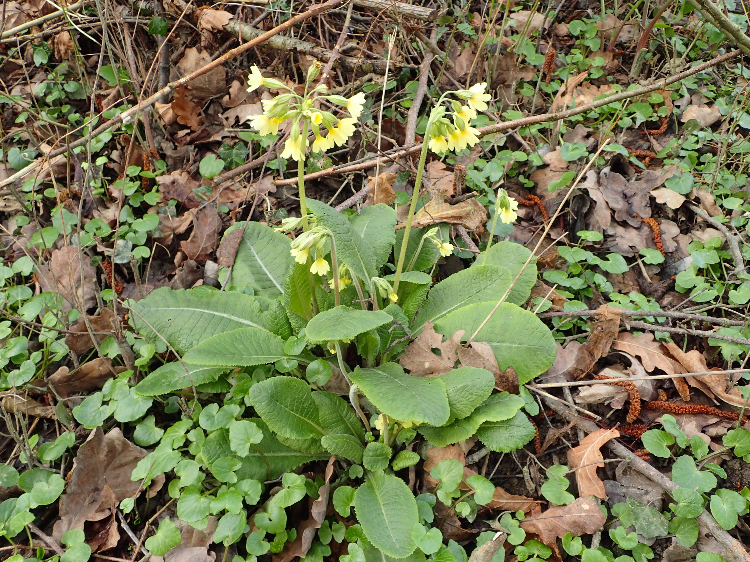 Lire la suite à propos de l’article Primula elatior (L.) Hill