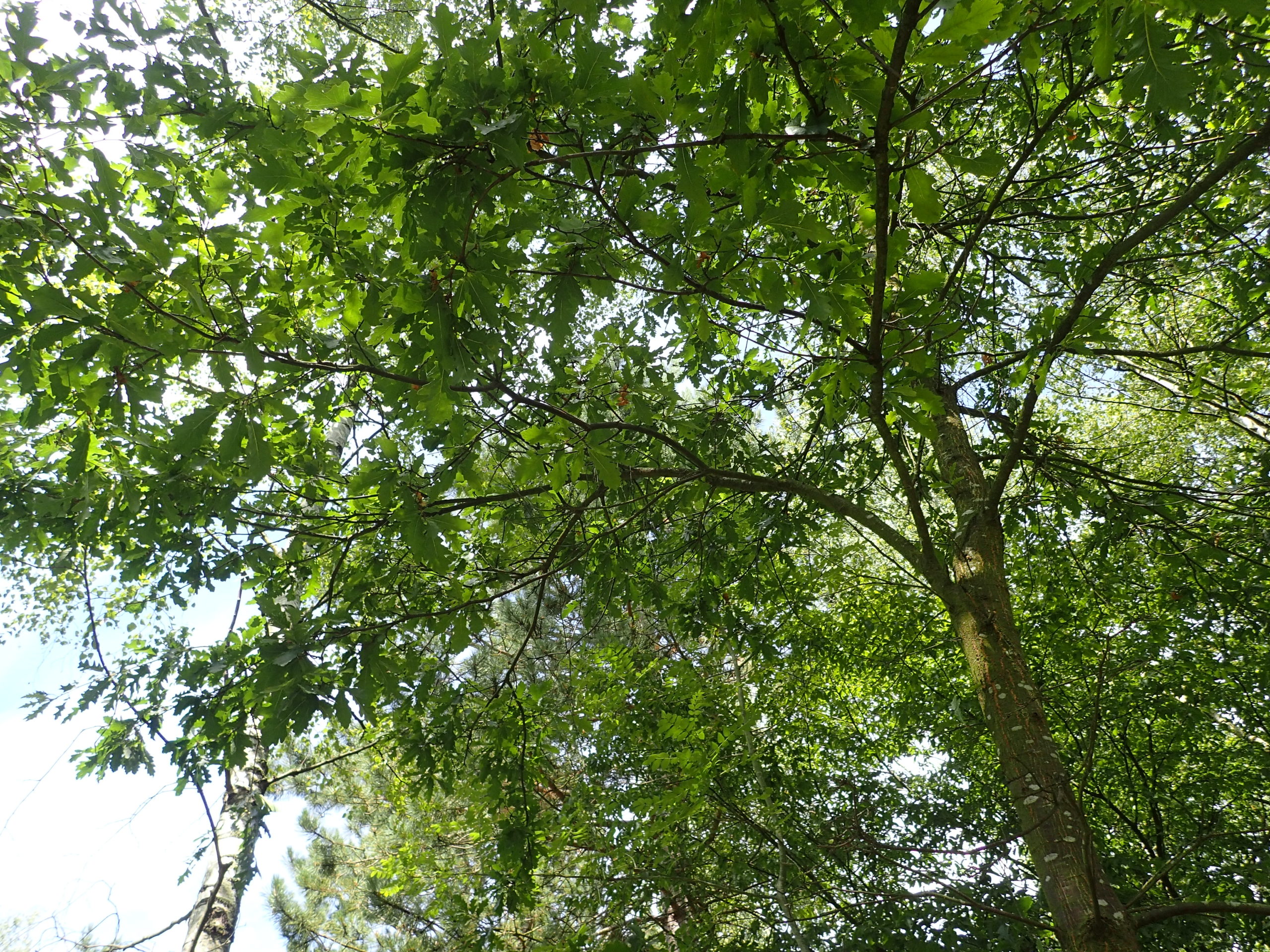 Lire la suite à propos de l’article Quercus cerris L.