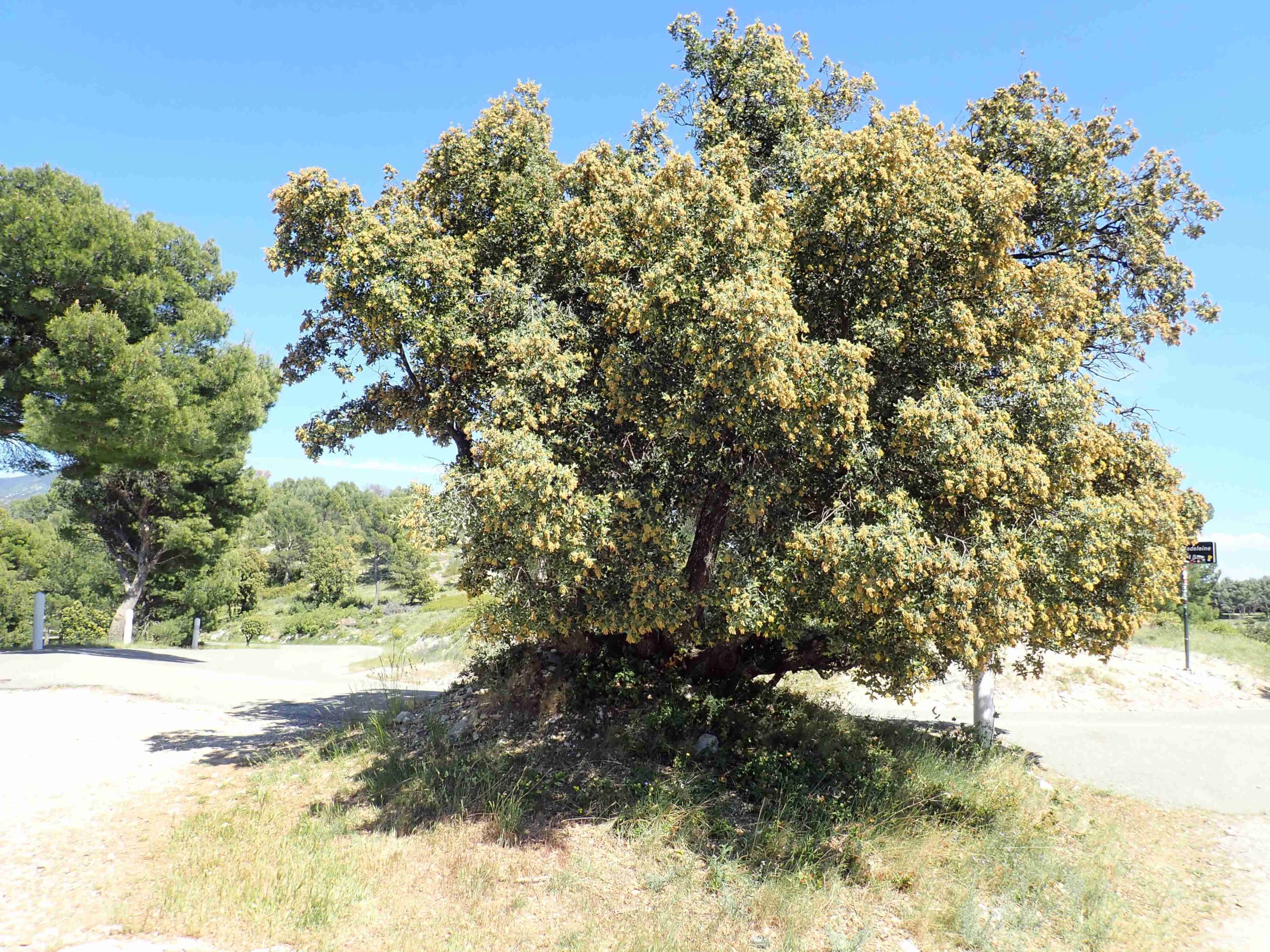 Lire la suite à propos de l’article Quercus ilex L.