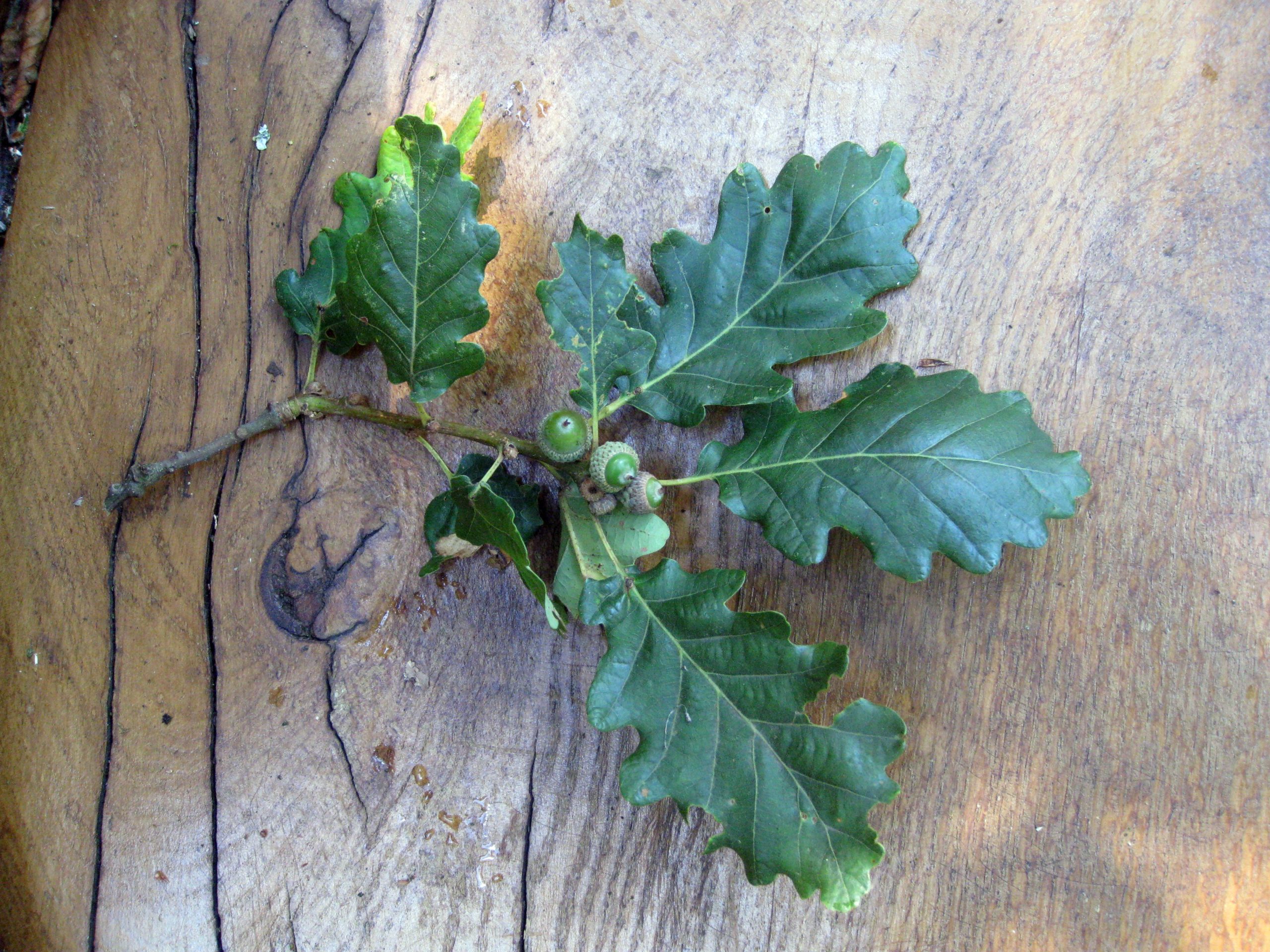 Lire la suite à propos de l’article Quercus petraea Liebl.