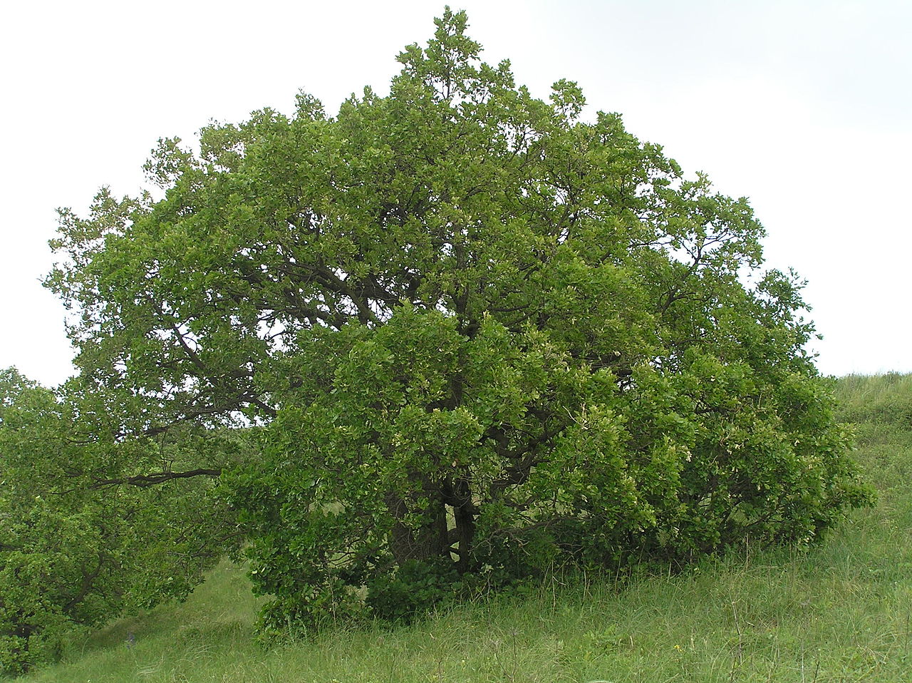 Lire la suite à propos de l’article Quercus pubescens Willd.