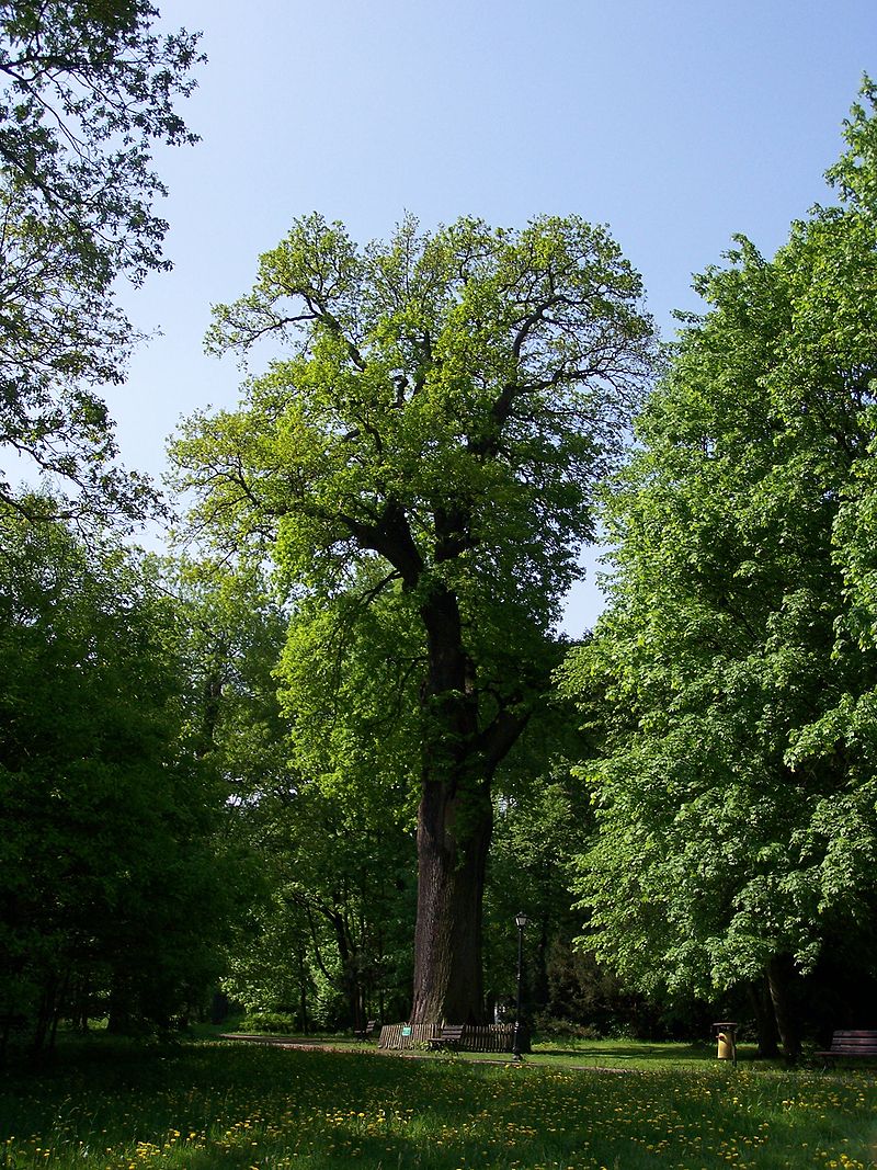 Lire la suite à propos de l’article Quercus robur L.