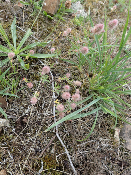 Lire la suite à propos de l’article Trifolium arvense L.