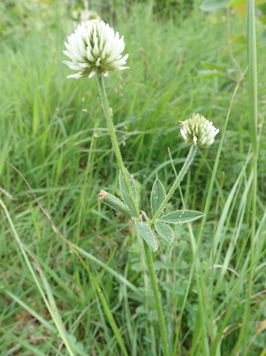 Lire la suite à propos de l’article Trifolium repens L.