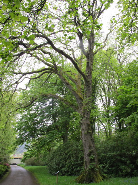 Lire la suite à propos de l’article Ulmus glabra L.