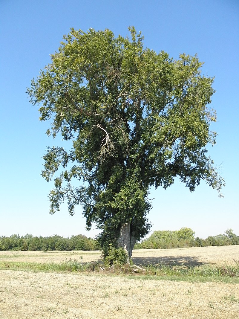 Lire la suite à propos de l’article Ulmus minor