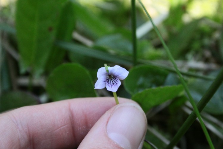 Lire la suite à propos de l’article Viola palustris L.