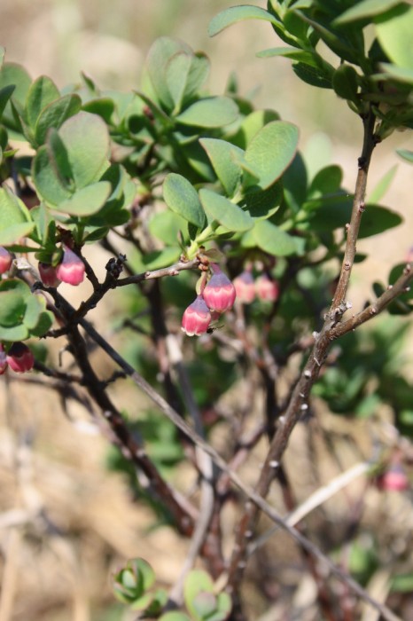 Lire la suite à propos de l’article Vaccinium uliginosum L.