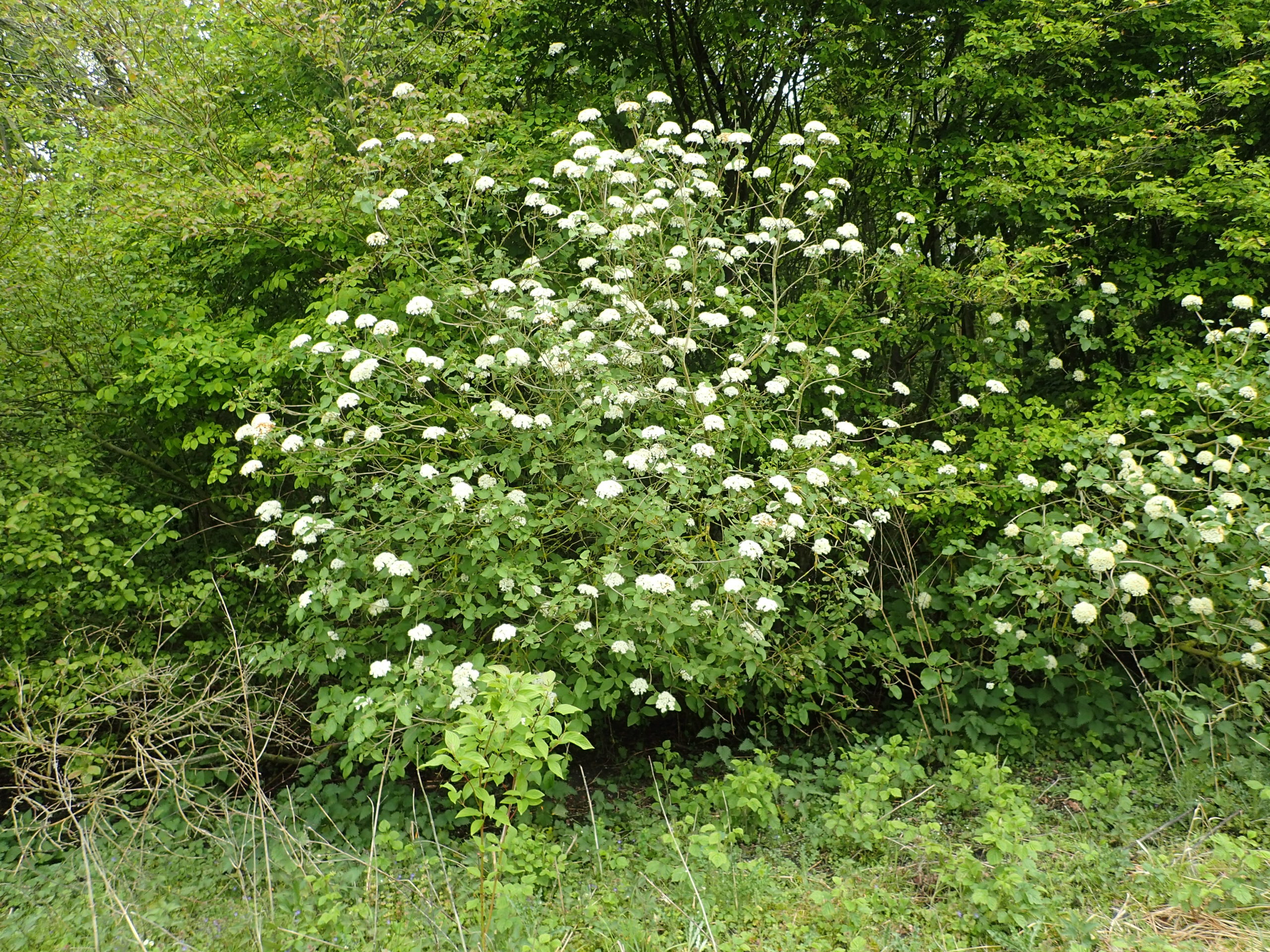 Lire la suite à propos de l’article Viburnum lantana
