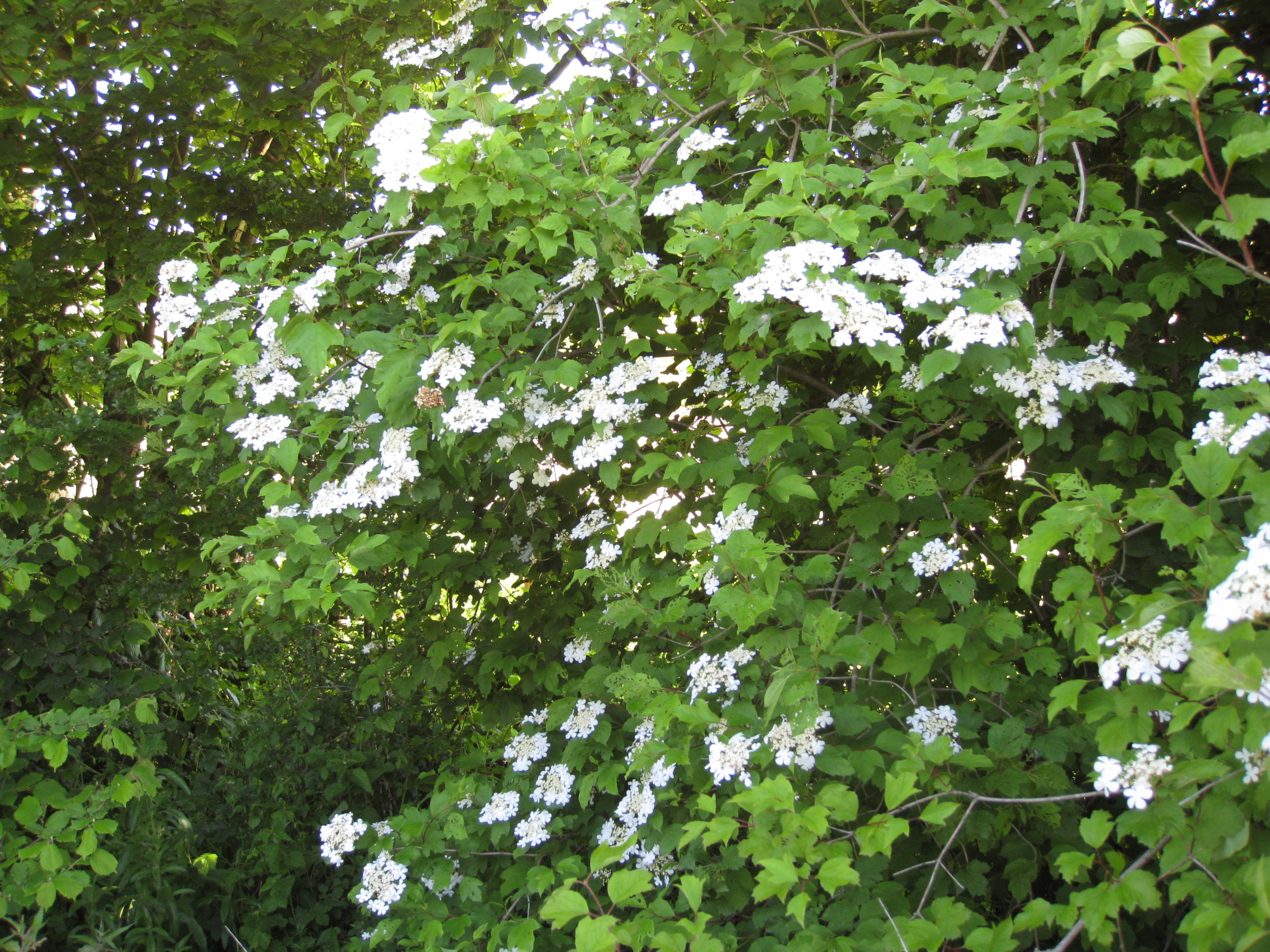 Lire la suite à propos de l’article Viburnum opulus