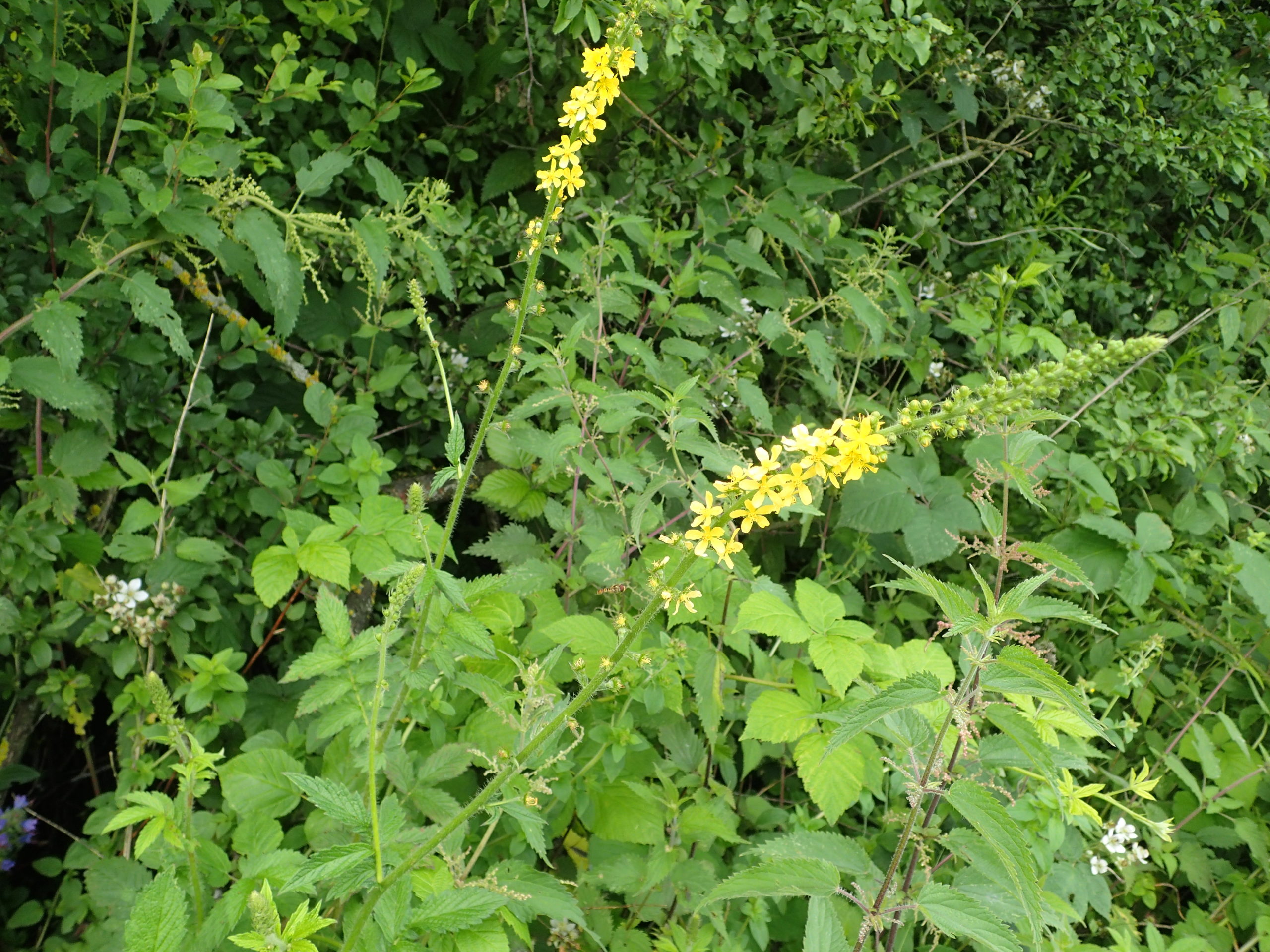 Lire la suite à propos de l’article Agrimonia eupatoria