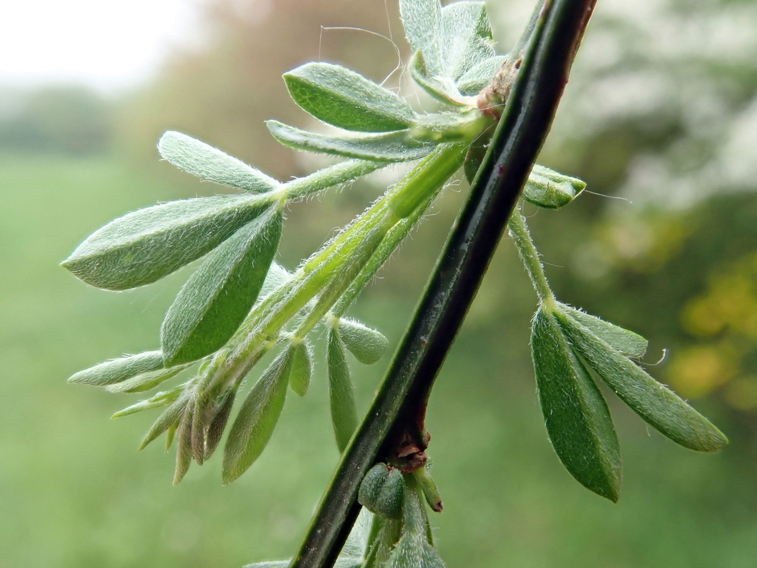 Cytisus Scoparius L Biologie V g tale