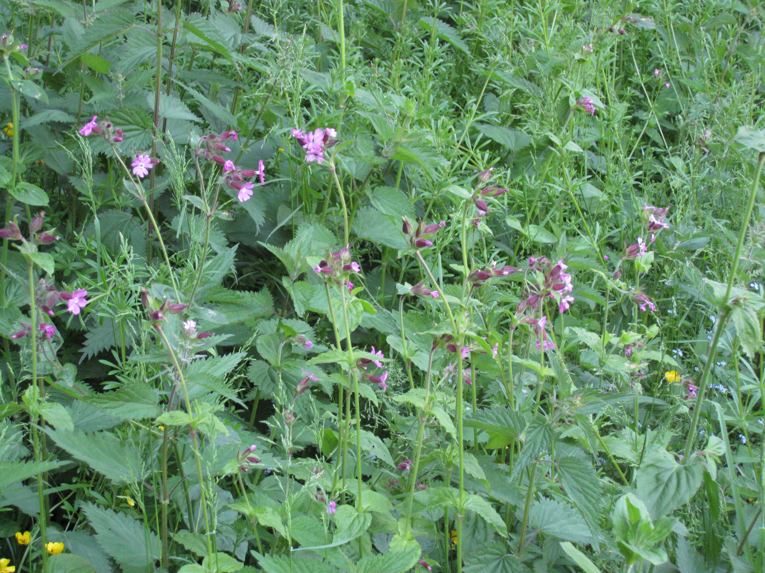Lire la suite à propos de l’article Silene dioica