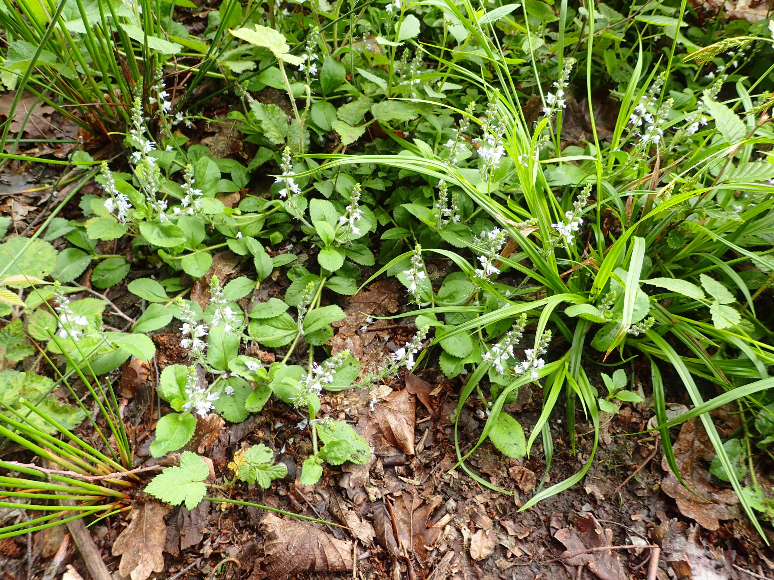 Lire la suite à propos de l’article Veronica officinalis