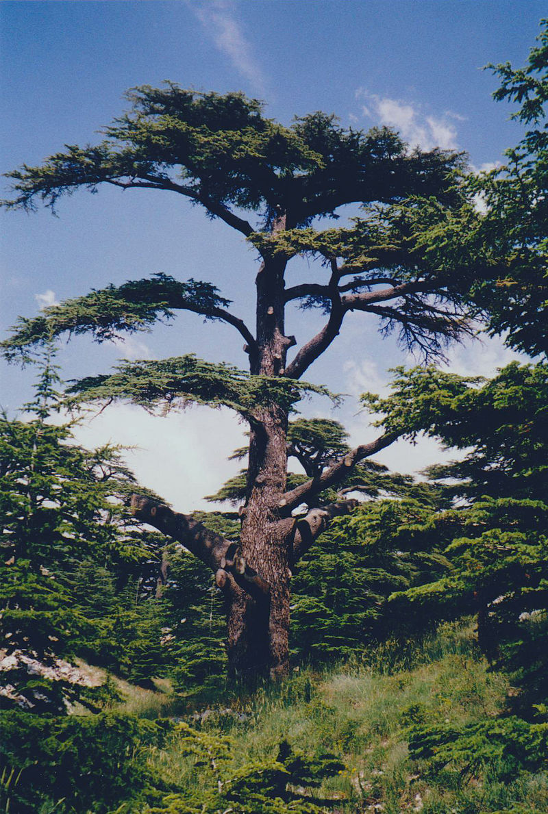 Lire la suite à propos de l’article Cedrus altlantica