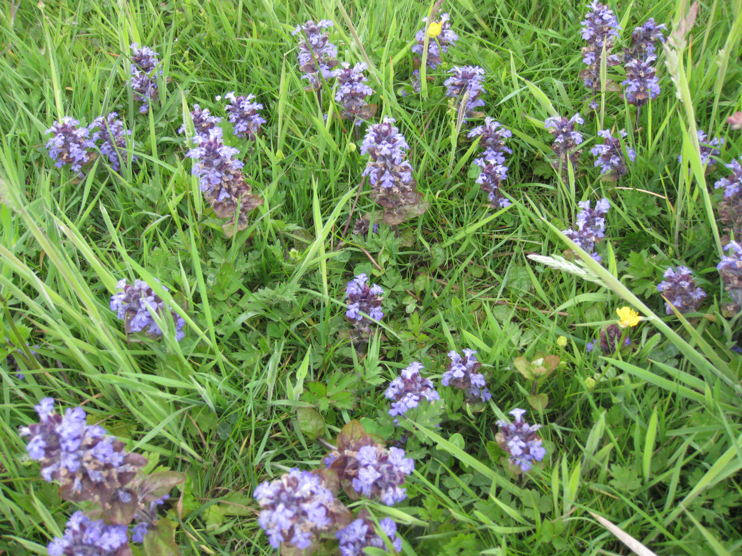 Lire la suite à propos de l’article Ajuga reptans