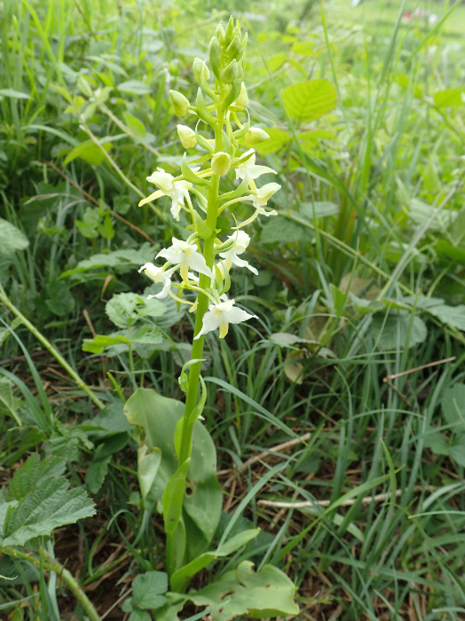 Platanthera chlorantha