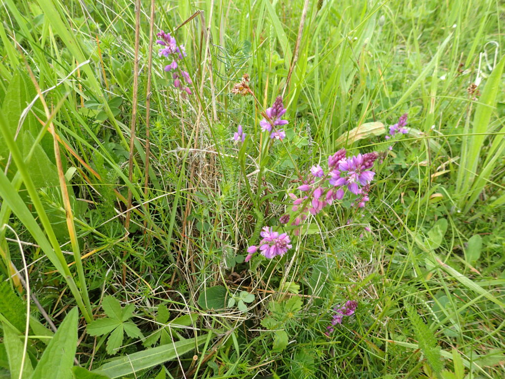 Polygala_vulgaris