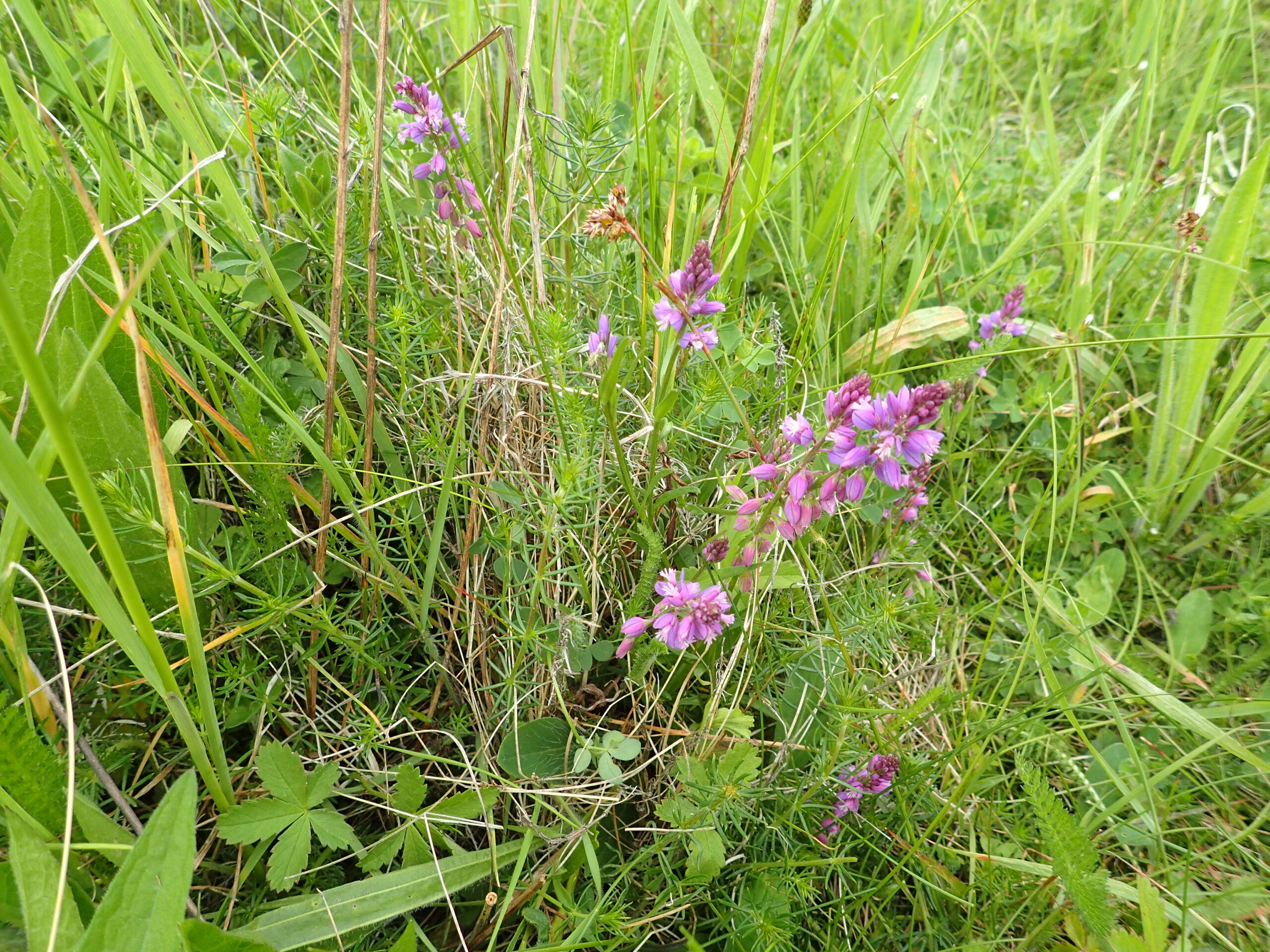 Lire la suite à propos de l’article Polygala vulgaris L.