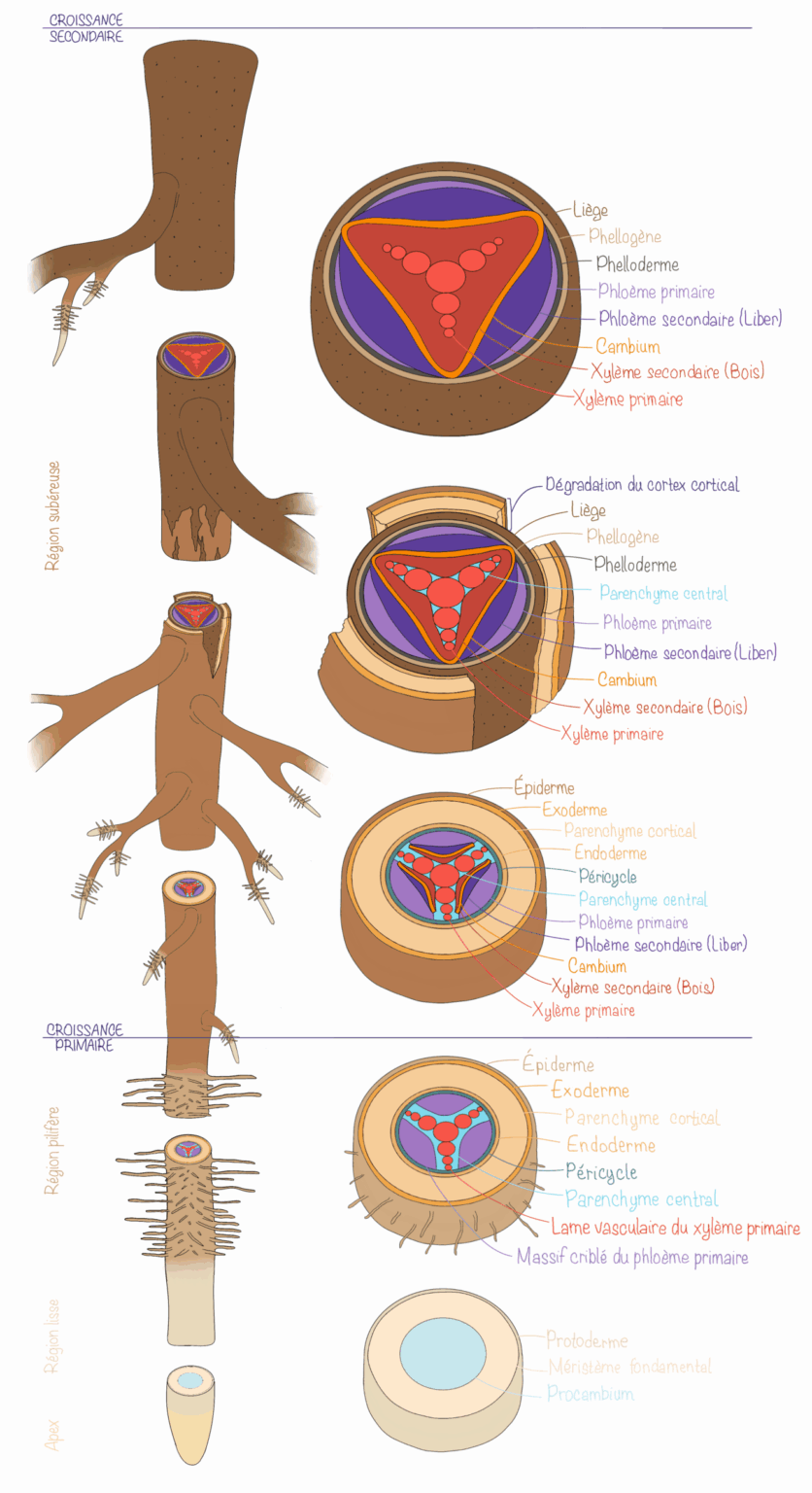 Racines - Biologie végétale