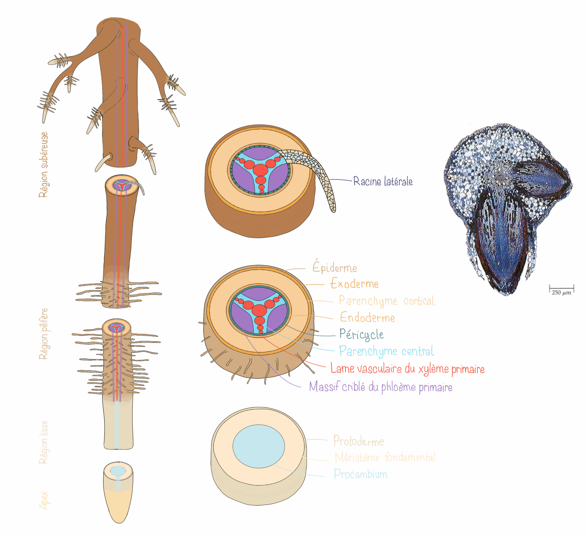 Racines - Biologie végétale