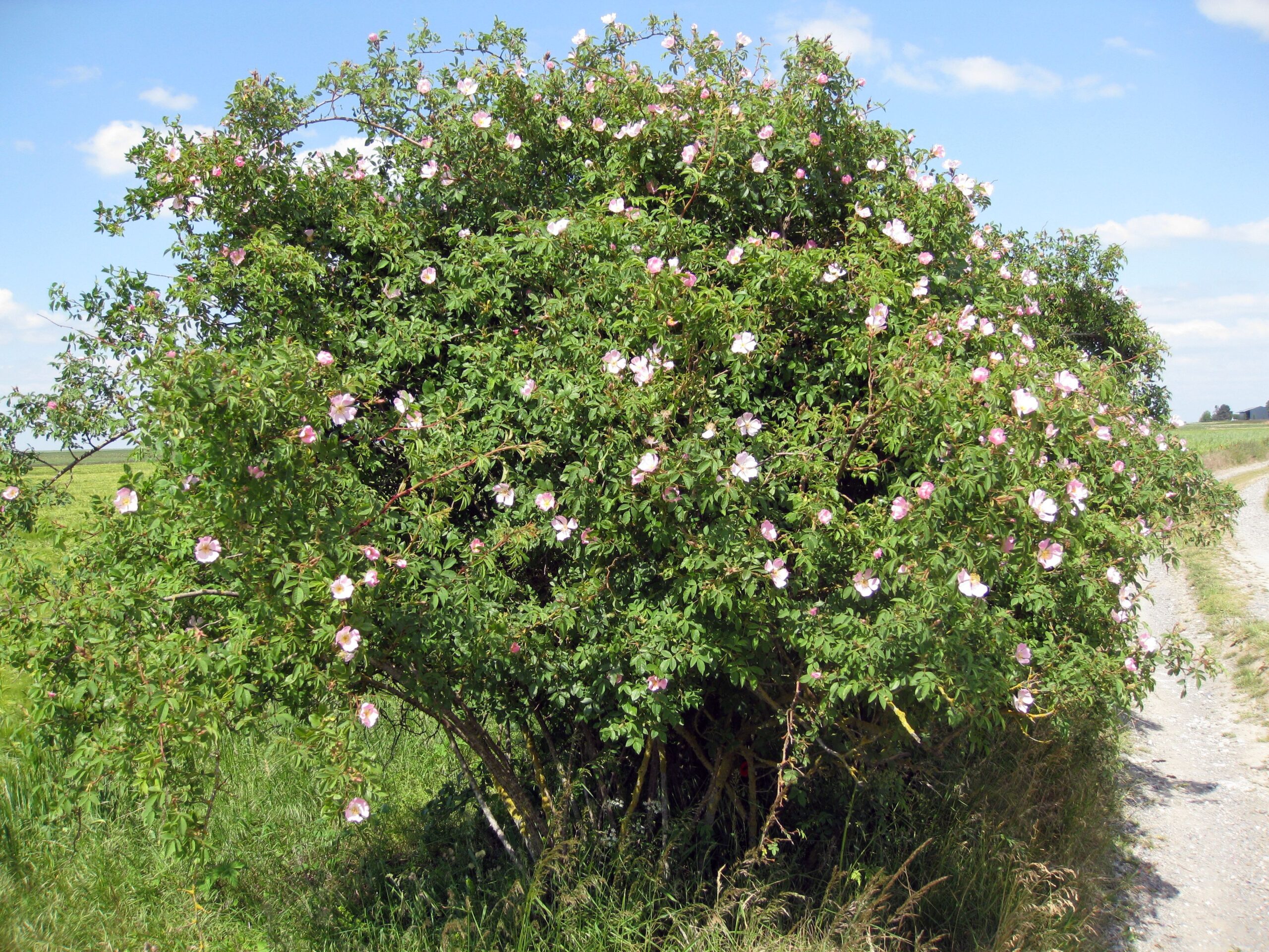 Lire la suite à propos de l’article Rosa canina L.