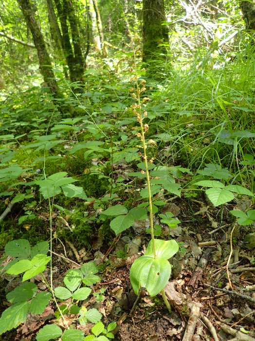 Lire la suite à propos de l’article Neottia ovata L.