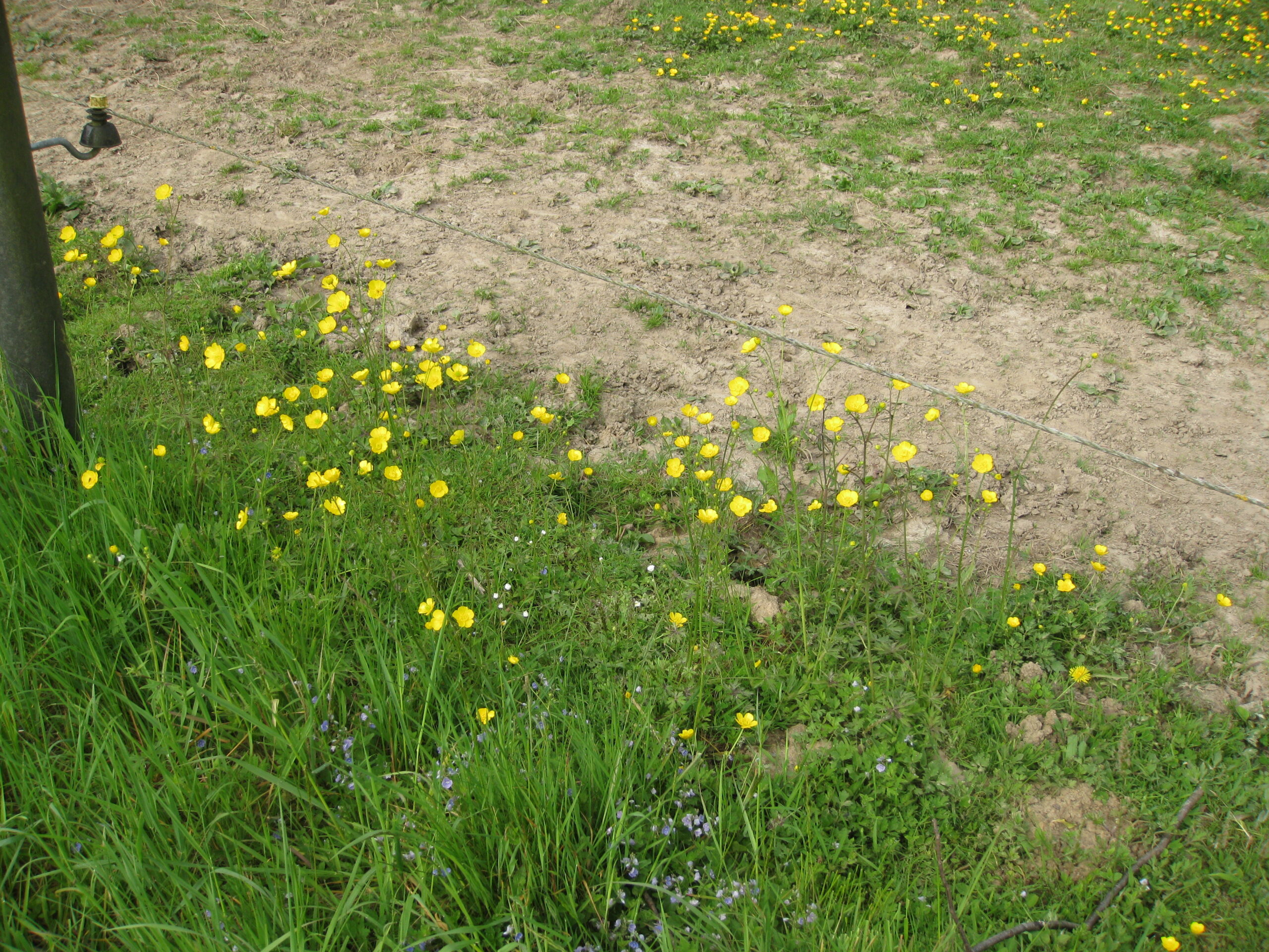 Lire la suite à propos de l’article Ranunculus acris L.