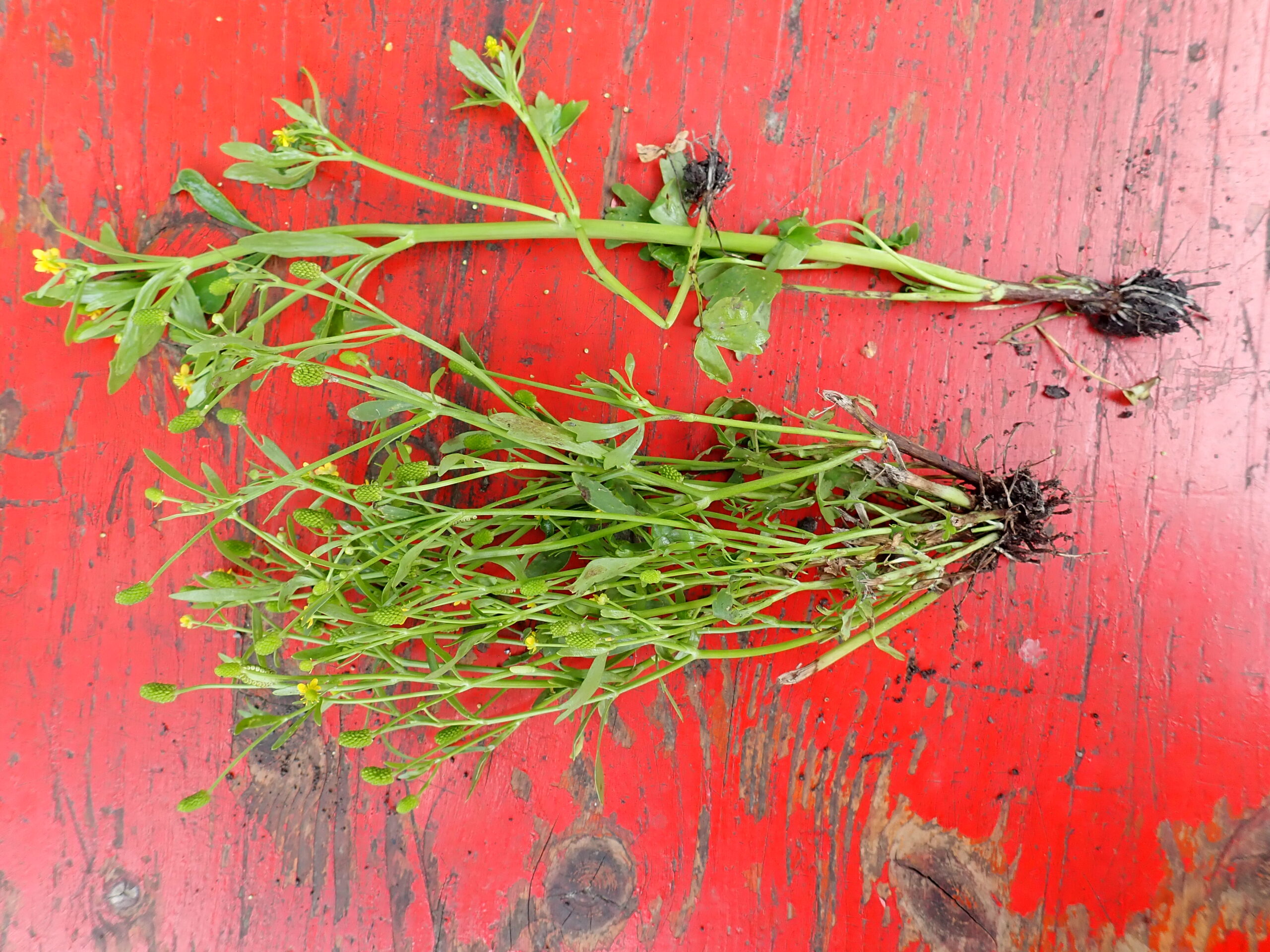 Lire la suite à propos de l’article Ranunculus sceleratus