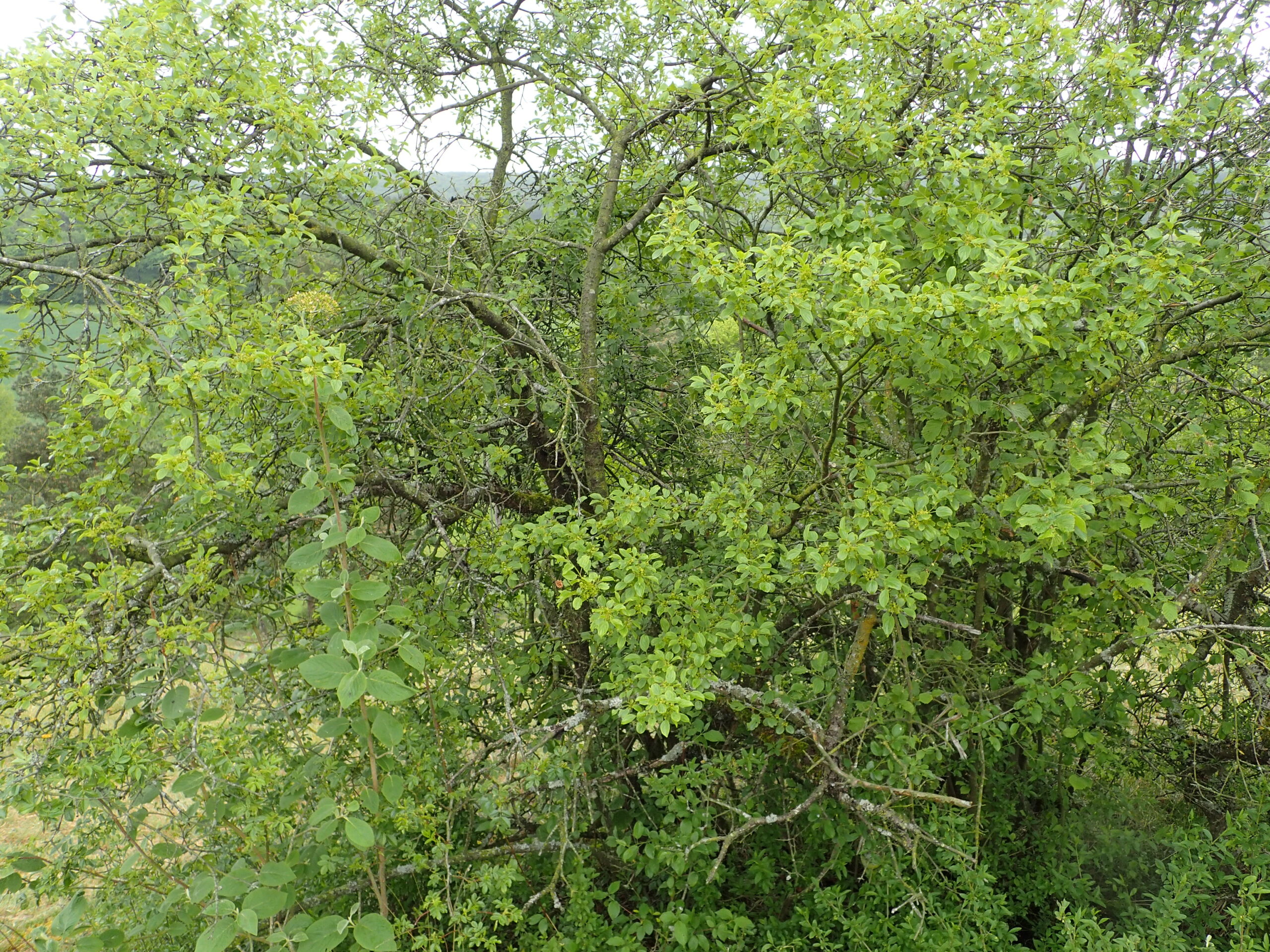 Lire la suite à propos de l’article Rhamnus cathartica L.