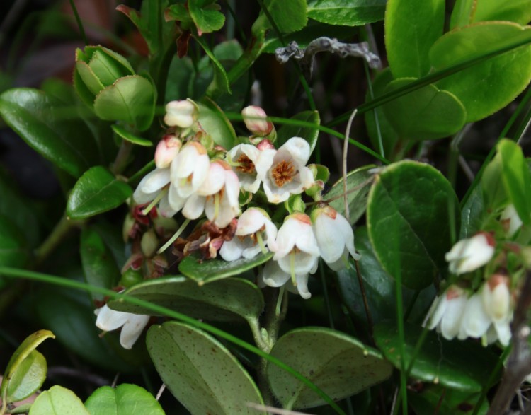 Lire la suite à propos de l’article Vaccinium vitis-idaea L.