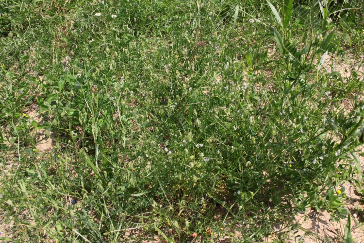 Lire la suite à propos de l’article Vicia hirsuta (L.) S. F. Gray