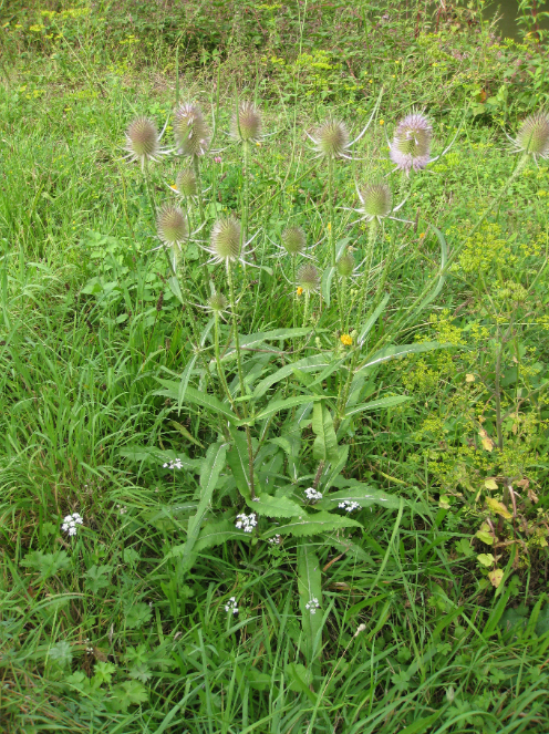Lire la suite à propos de l’article Dipsacus fullonum L.