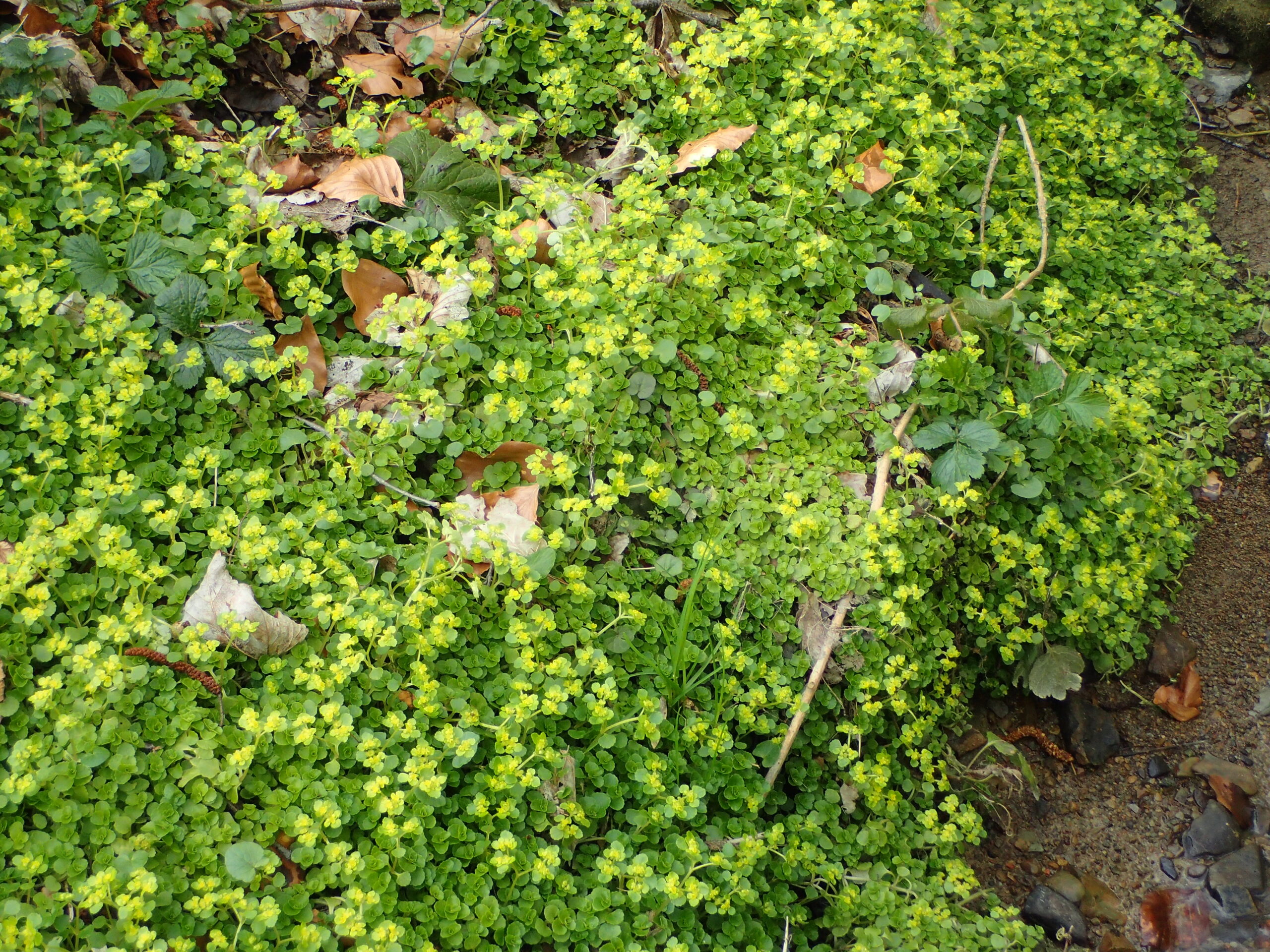 Lire la suite à propos de l’article Chrysosplenium oppositifolium L